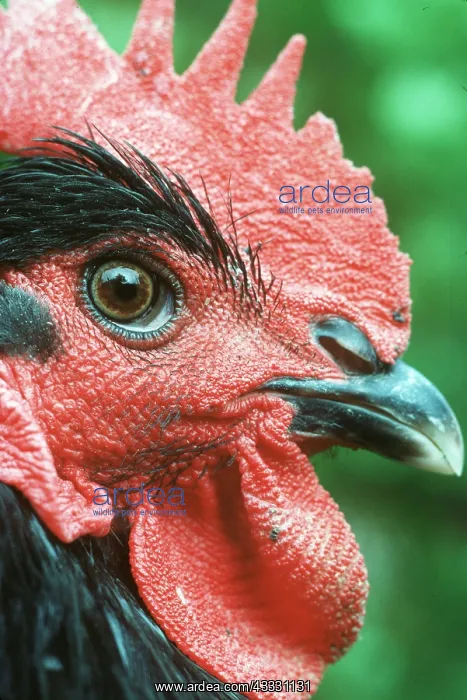 : Black of Challans CHICKEN - Cockerel, French breed : Black of Challans CHICKEN - Cockerel, French breed