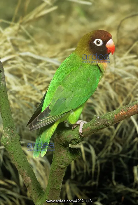 : BLACK-CHEEKED LOVEBIRD : BLACK-CHEEKED LOVEBIRD