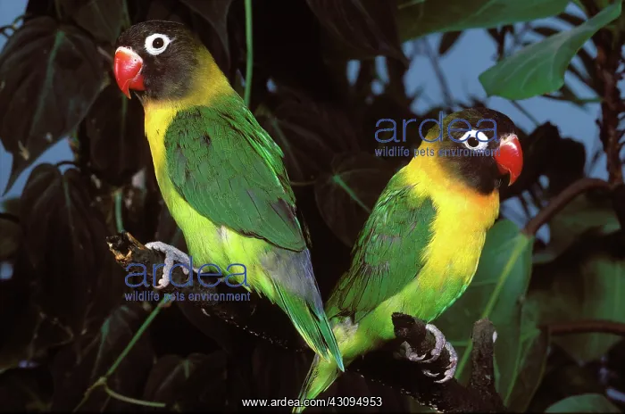 : Black-Cheeked Lovebirds : Black-Cheeked Lovebirds