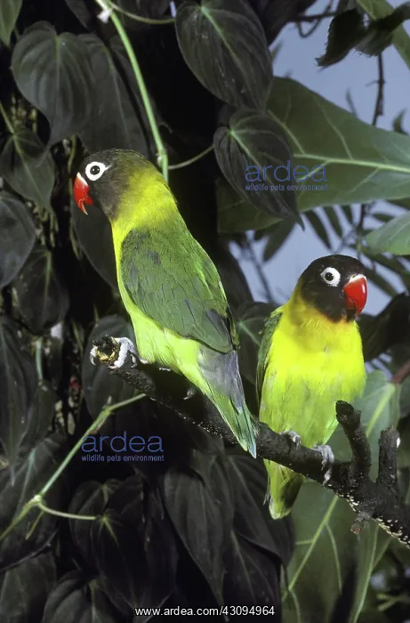 : Black-Cheeked Lovebirds : Black-Cheeked Lovebirds