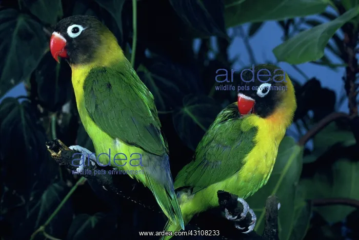 : Black-cheeked lovebirds : Black-cheeked lovebirds