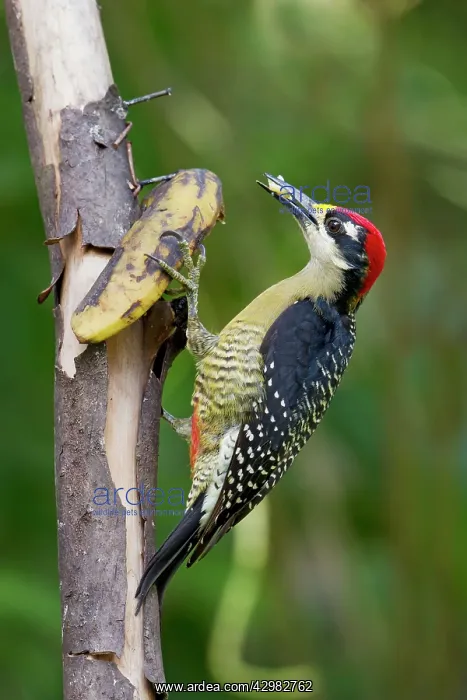 : Black-cheeked Woodpecker : Black-cheeked Woodpecker