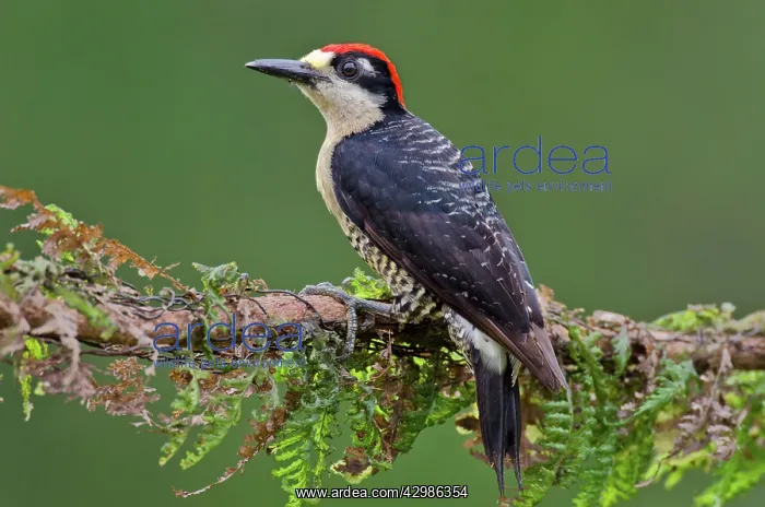 : Black-cheeked Woodpecker : Black-cheeked Woodpecker