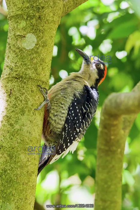 : Black-cheeked Woodpecker : Black-cheeked Woodpecker