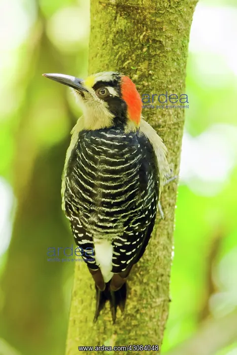 : Black-cheeked Woodpecker : Black-cheeked Woodpecker