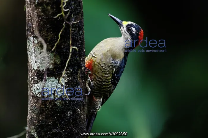 : Black-Cheeked Woodpecker : Black-Cheeked Woodpecker