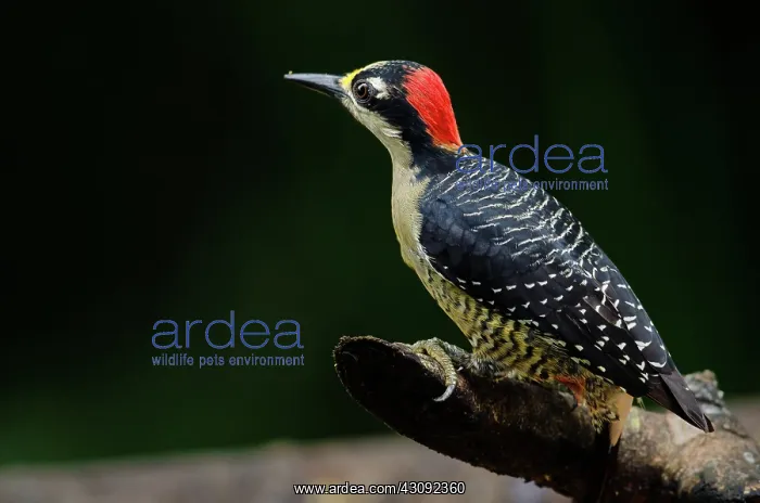 : Black-Cheeked Woodpecker : Black-Cheeked Woodpecker