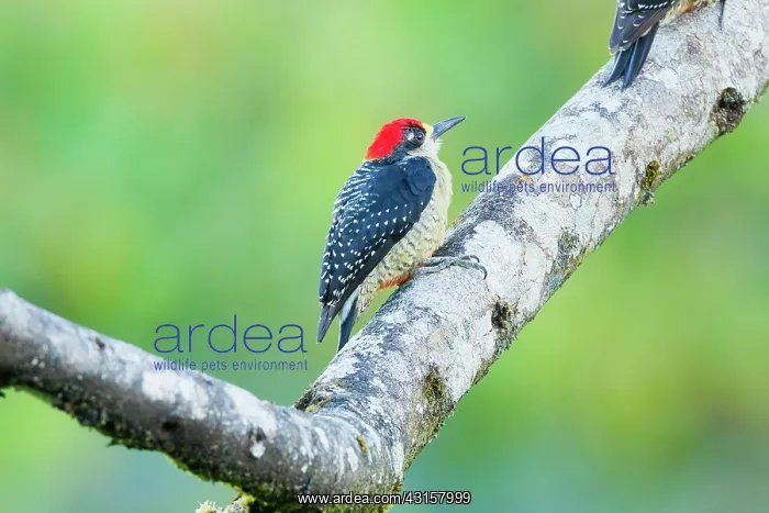 : Black-cheeked Woodpecker : Black-cheeked Woodpecker