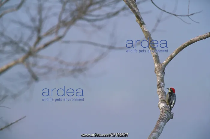  : Black-cheeked Woodpecker