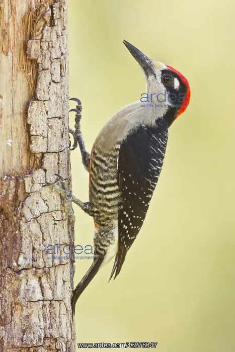 : Black-cheeked Woodpecker (Melanerpes pucherani) : Black-cheeked Woodpecker (Melanerpes pucherani)