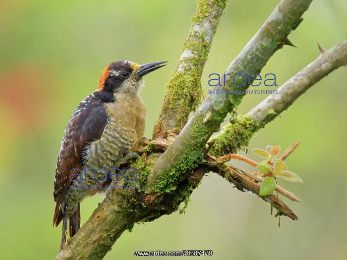 : Black Cheeked Woodpecker Melanerpes pucherani Ec : Black Cheeked Woodpecker Melanerpes pucherani Ec