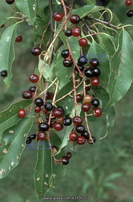 : Black Cherries : Black Cherries