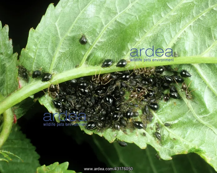 : Black cherry aphid infestation : Black cherry aphid infestation