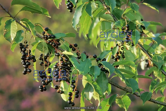 : Black Cherry - berries : Black Cherry - berries