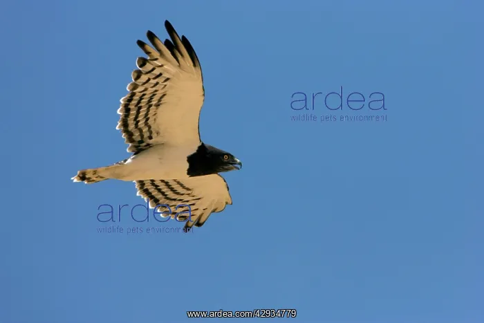: Black-Chested / Black-Breasted Snake-Eagle - In : Black-Chested / Black-Breasted Snake-Eagle - In