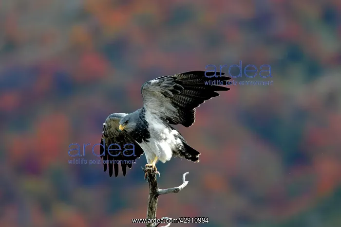 : Black-chested Buzzard-Eagle : Black-chested Buzzard-Eagle
