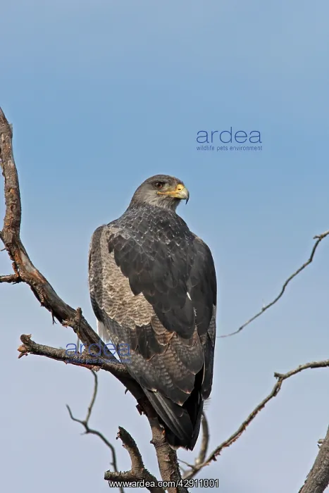 : Black-chested Buzzard-Eagle : Black-chested Buzzard-Eagle