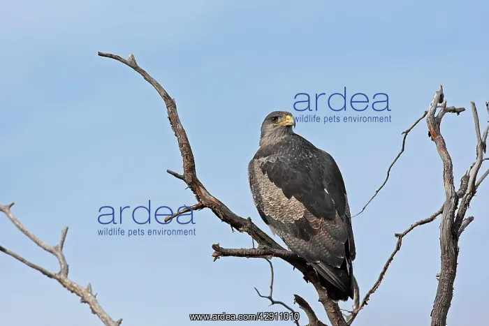 : Black-chested Buzzard-Eagle : Black-chested Buzzard-Eagle