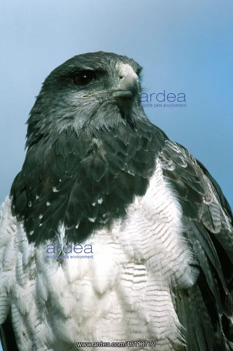 : Black Chested Buzzard Eagle : Black Chested Buzzard Eagle
