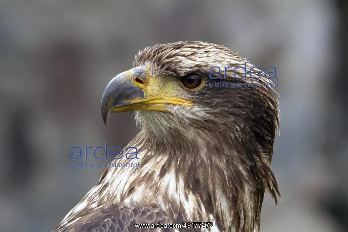 : Black chested buzzard, Geranoaetus melanoleucus : Black chested buzzard, Geranoaetus melanoleucus