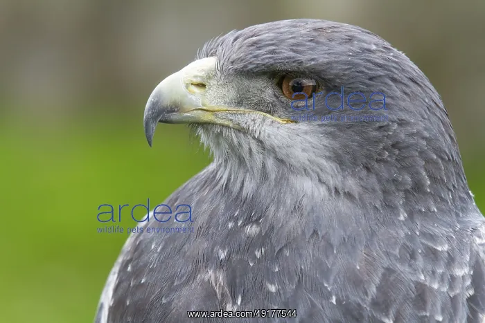 : Black chested buzzard, Geranoaetus melanoleucus : Black chested buzzard, Geranoaetus melanoleucus