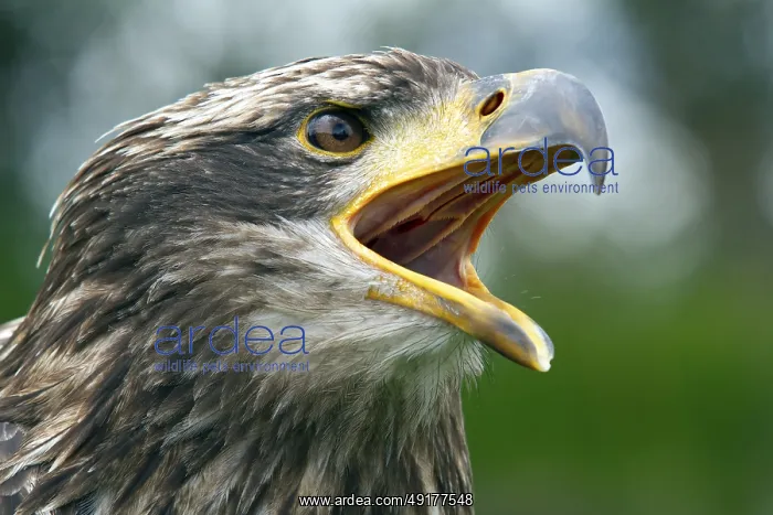 : Black chested buzzard, Geranoaetus melanoleucus : Black chested buzzard, Geranoaetus melanoleucus