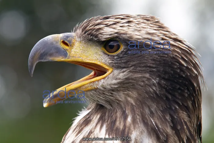 : Black chested buzzard, Geranoaetus melanoleucus : Black chested buzzard, Geranoaetus melanoleucus