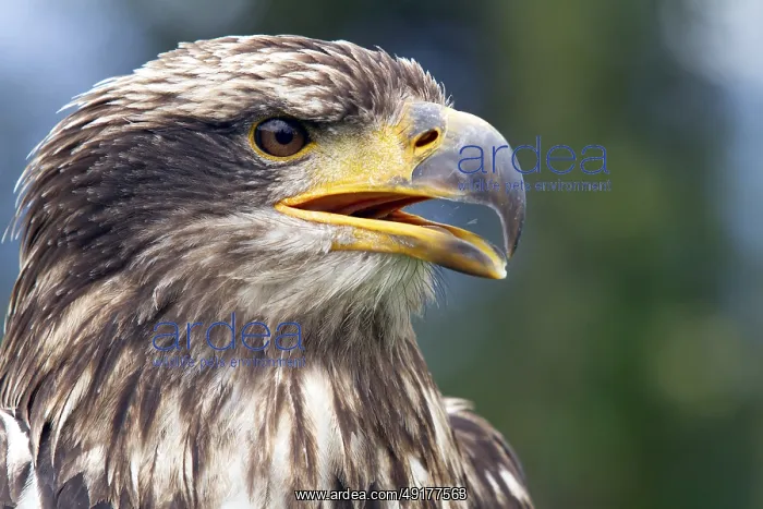 : Black chested buzzard, Geranoaetus melanoleucus : Black chested buzzard, Geranoaetus melanoleucus