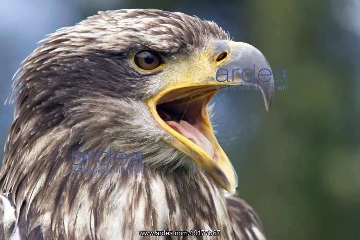 : Black chested buzzard, Geranoaetus melanoleucus : Black chested buzzard, Geranoaetus melanoleucus