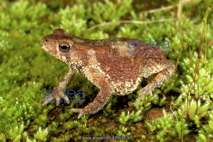 : Black-chested Dwarf Toad : Black-chested Dwarf Toad