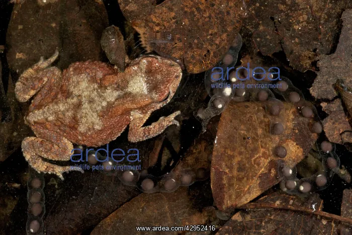 : Black-chested Dwarf Toad in water with eggs : Black-chested Dwarf Toad in water with eggs