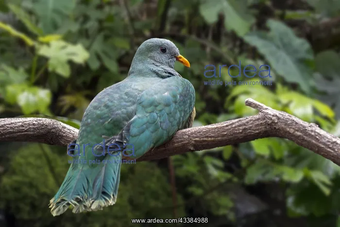: Black-chinned fruit dove, black-throated fruit dove ( : Black-chinned fruit dove, black-throated fruit dove (