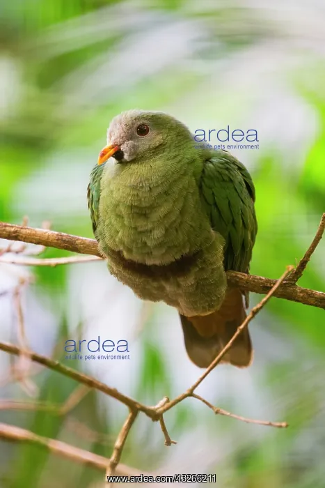  : Black-chinned Fruit-dove, perched on branch, native
