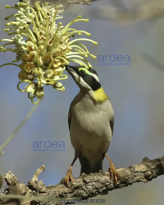 : Black-chinned / Golden Backed Honeyeater - on Long-leaved : Black-chinned / Golden Backed Honeyeater - on Long-leaved