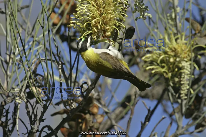 : Black-chinned / Golden Backed Honeyeater - on Long-leaved : Black-chinned / Golden Backed Honeyeater - on Long-leaved