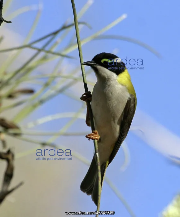  : Black-chinned  /  Golden Backed Honeyeater - on Long-leaved