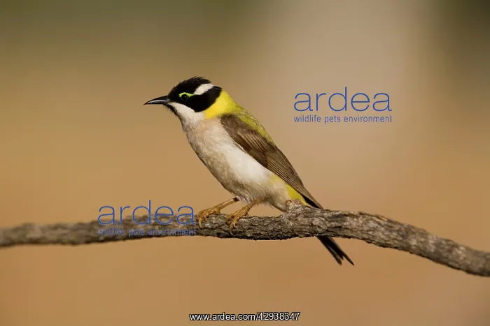 : Black-chinned Honeyeater : Black-chinned Honeyeater
