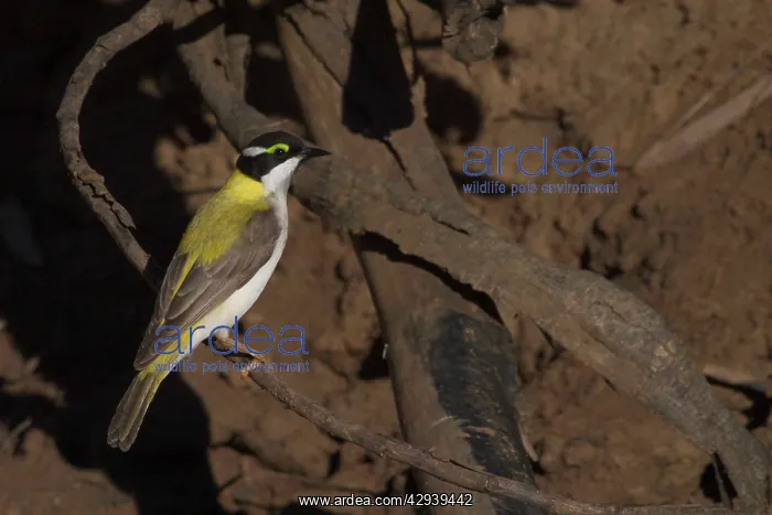 : Black-chinned Honeyeater - Golden-backed form : Black-chinned Honeyeater - Golden-backed form