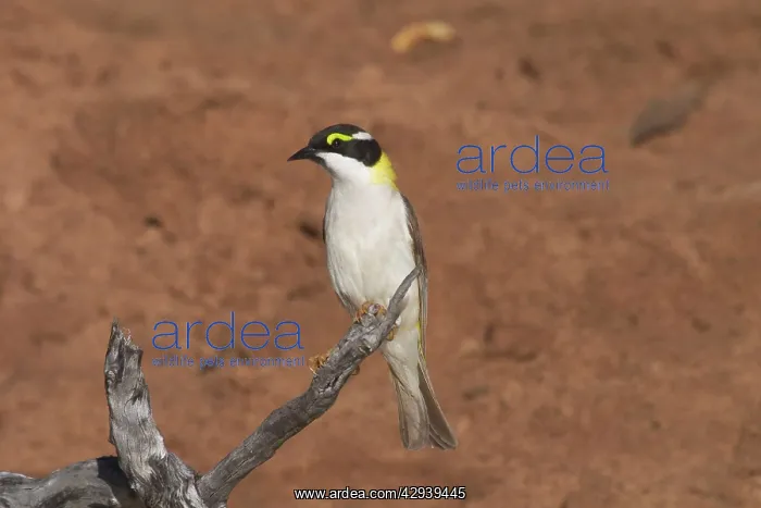 : Black-chinned Honeyeater - Golden-backed form : Black-chinned Honeyeater - Golden-backed form