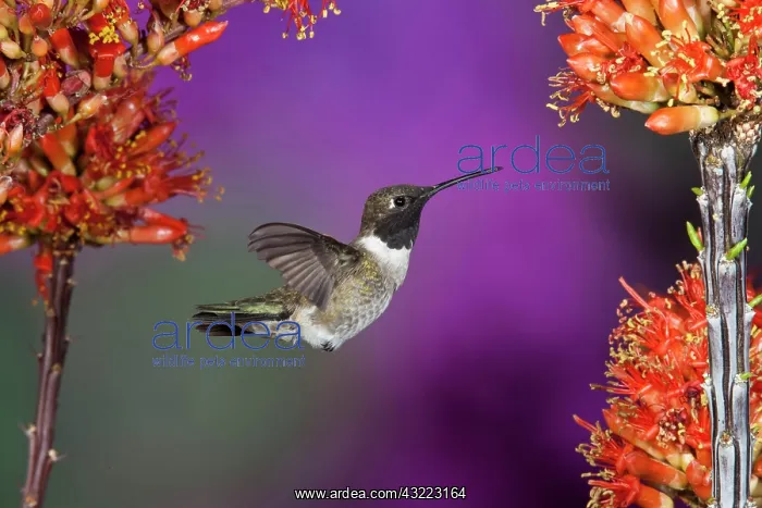  : Black-chinned Humingbird, Archilochus alexandri