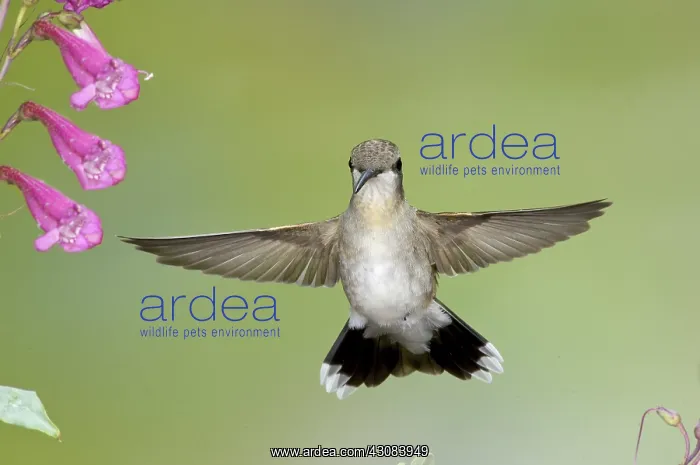 : Black-chinned Hummingbird : Black-chinned Hummingbird