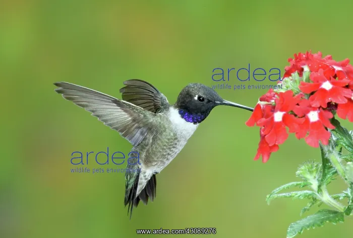: Black chinned hummingbird : Black chinned hummingbird