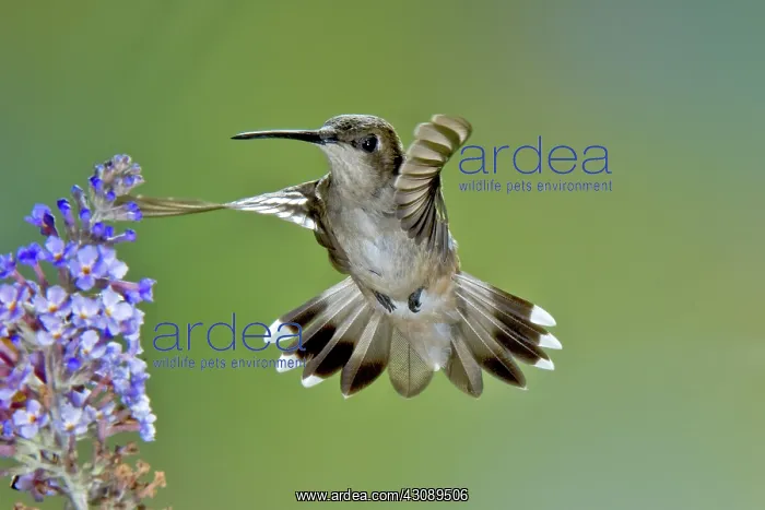: Black-chinned Hummingbird : Black-chinned Hummingbird