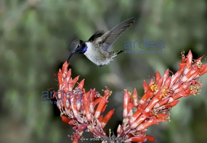 : Black-chinned Hummingbird : Black-chinned Hummingbird