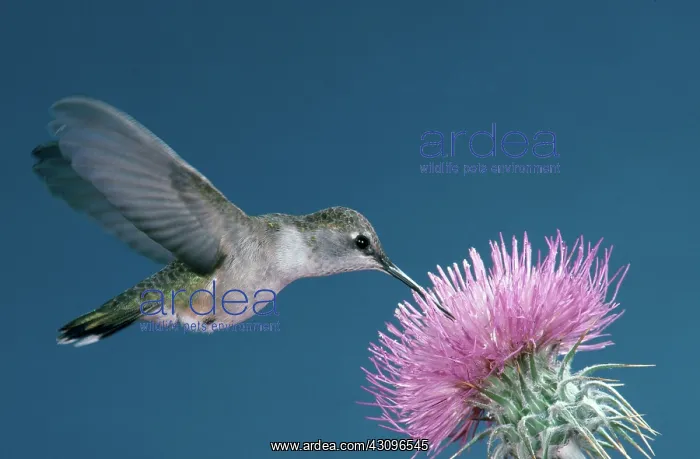 : Black-chinned Hummingbird : Black-chinned Hummingbird