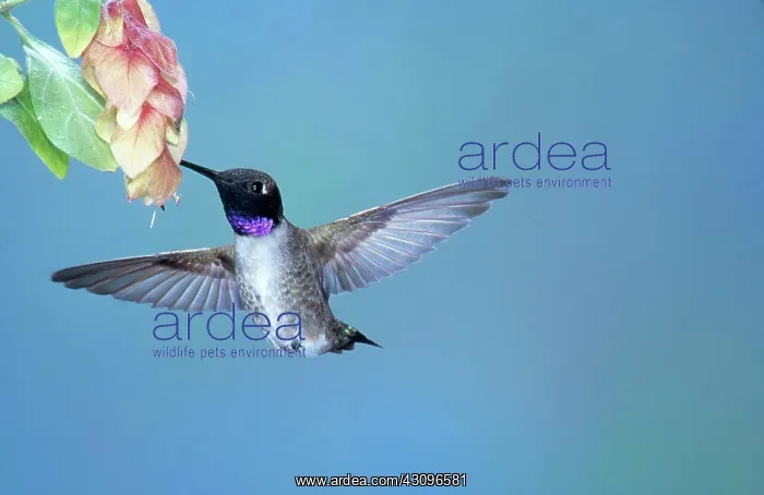 : Black-chinned Hummingbird : Black-chinned Hummingbird