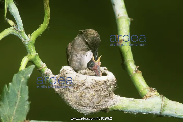 : Black-chinned Hummingbird : Black-chinned Hummingbird
