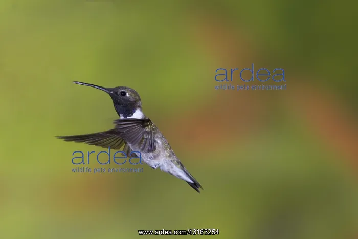 : Black-Chinned Hummingbird : Black-Chinned Hummingbird