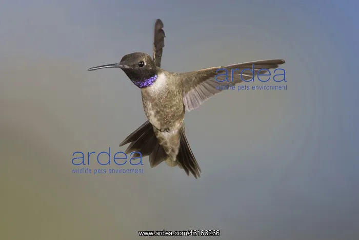 : Black-Chinned Hummingbird : Black-Chinned Hummingbird