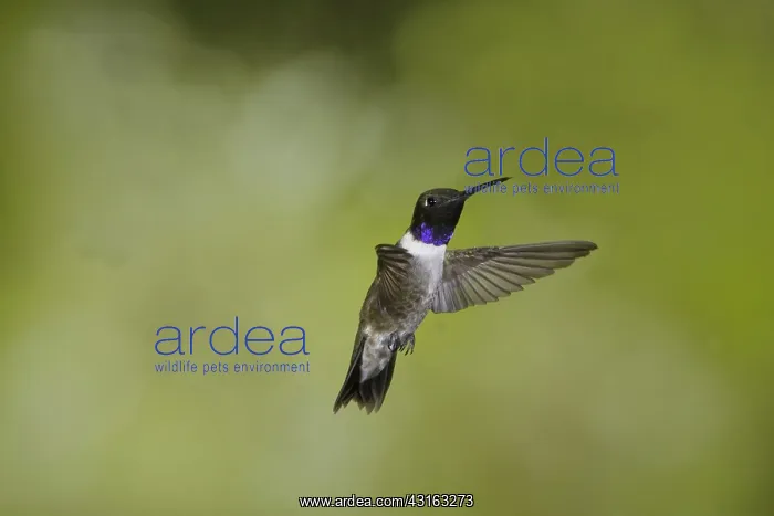 : Black-Chinned Hummingbird : Black-Chinned Hummingbird